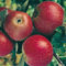 Apfel Roter Boskoop - Malus - Winterhart - Fruchtreife Oktober - Liefergröße circa 120cm im 5 Liter Container