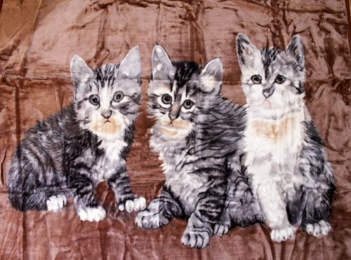 Natur-Fell-Shop Kuscheldecke Tagesdecke Decke Motiv Katzen I 160x200cm