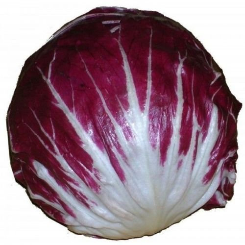 SEMI DI RADICCHIO * ROUGE DE VERONA Seeds * 100 *