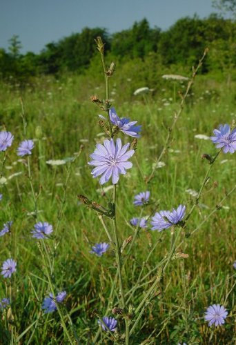 graines de chicorée Sauvage, Cychorium intybus 2 grammes