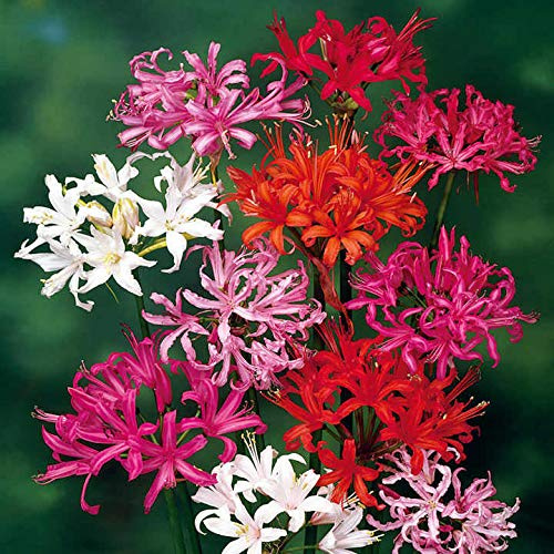 Bulbi da Fiore ALTA QUALITA' per fioritura PRIMAVERILE - ESTIVA - AUTUNNALE (3, Nerine in Miscuglio)