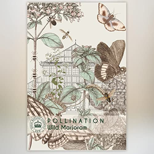 Wild Marjoram Kew Pollination Collection Origanum vulgare Oregano Wintersweet Hardy Perennial Herb Easy to Grow Your Own Garden Flowers 1x Seed Packet (Approx. 1,500 Seeds) by Thompson and Morgan