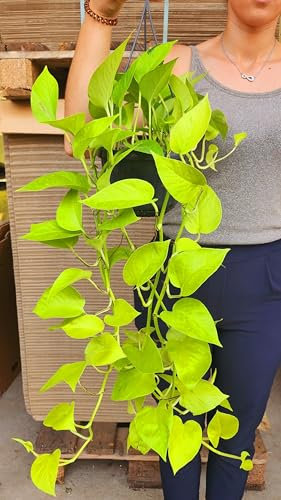 POWERS TO FLOWERS - POTHOS NEON BASKET A STRASCICO 50CM, piante vere