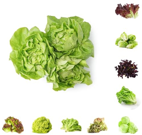 semillas de lechuga, semillas invierno lechuga, jardín regalos sostenibles raras balcón invernadero para jardín 1000pcs