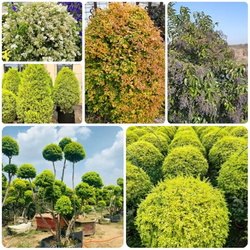 aligustre, semillas de aligustre resistentes jardines de rocas alheña jardín resistentes decoraciones jardín verdes, interiors rápido crecimiento 500semillas