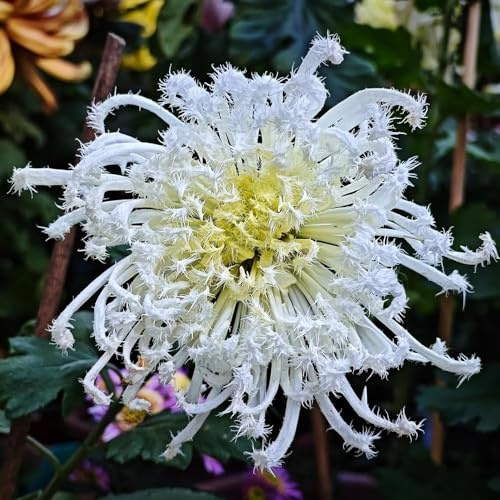 chrysanthemen - gartensamen blumensaat schmetterlingswiese sommerblumen garten blumendeko wildblumenwiese mehrjährig hochbeet balkon chrysanthemen 250samen