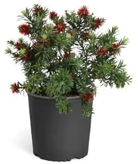 Callistemon Natural Arbusto de Exterior Conocido por sus Características Flores Rojas