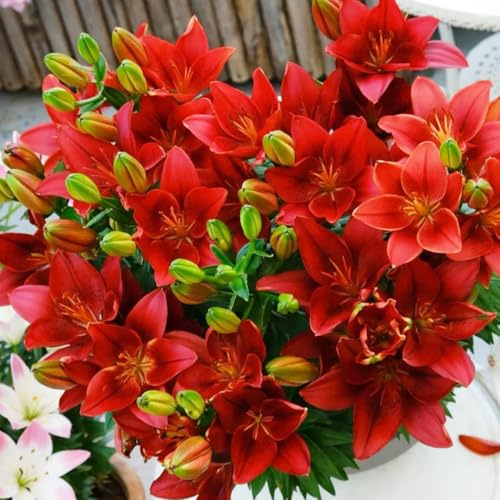 bulbos de lirio perennes resistentes - jardín interior 6pcs