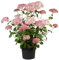 Hydrangea arborescens 'Pink Annabelle' 40-60 cm - Schneeballhortensie, rosa Blüten, Blütezeit Juni-September, ideal für Rabatten, pflegeleicht und winterhart