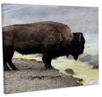 3dRose WY, Yellowstone NP, Midway Geyser Basin. American bison. Museum Grade Canvas Wrap 20x16