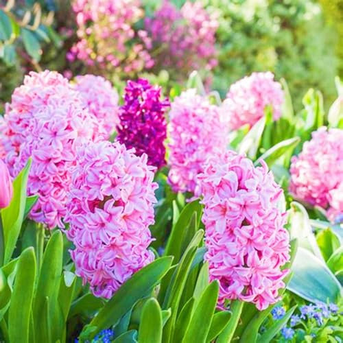 Hyazinthenzwiebeln Winterhart MehrjäHrige,Hyazinthe Kaufen Hyazinthenblüten Hyazinthen Pflanzen Winterhart,Gärten Geschenk bereit MehrjäHrige Knollenpflanze Im Topf Pflanzen-4zwiebeln-b