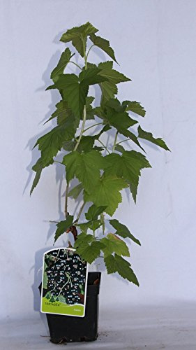 Grosella negra o Casis (maceta 2 litros) - Arbusto frutal vivo