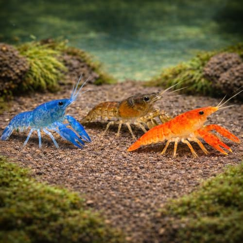 Cambarellus – Lot de 6 écrevisses naines vivantes – 3 espèces (diminutus Bleu, patzcuarensis CPO Orange, texanus ambrée) – Aquarium communautaire & Nano-Aquarium – Élevage français NeoTropic