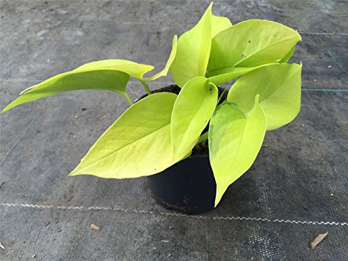 Scindapsus Golden Pothos Plant in a 12cm Pot x 1. Devils Ivy