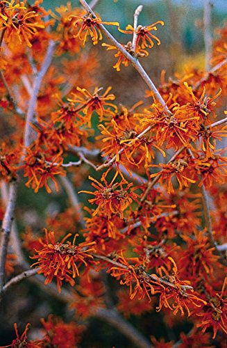 Orange Zaubernuss Aphrodite - Hamamelis intermedia Aphrodite - gelb-orange leuchtend winterblühend - Strauch mit angenehmem Duft - von Garten Schlüter - Pflanzen in Top Qualität