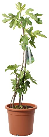 KENTIS - Figuier - Ficus Carica - Vraies Plantes d'Extérieur - Arbre Fruitier de Jardin d'Ornement - H 80/100 cm Pot Ø 24 cm