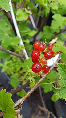 Ribes rubrum 'London Market' / Groseillier à grappes 'London Market' / Conteneur de 2 à 2.9 litres
