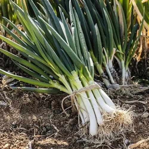 200 pcs porree samen winterhart saatgut gemüse winterharte pflanzen für garten (Allium porrum) bio gemüsesamen geschenk garten bodendecker samen winterhart kräuter saatgut gemüse pflanzen