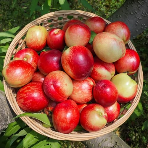 nectarina orgánico resistentes enanos semillas melocotonero semillas decorativas para 8pcs