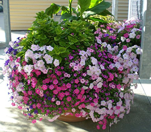 Pétunia Nana Compacta - Pétunie mise nane - 50+ semi