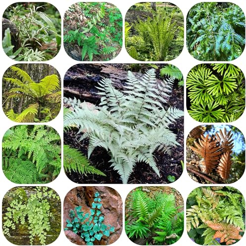semillas - helechos resistentes para el jardín, helecho resistente semillas de helecho culinarias silvestres, resistentes 400pcs