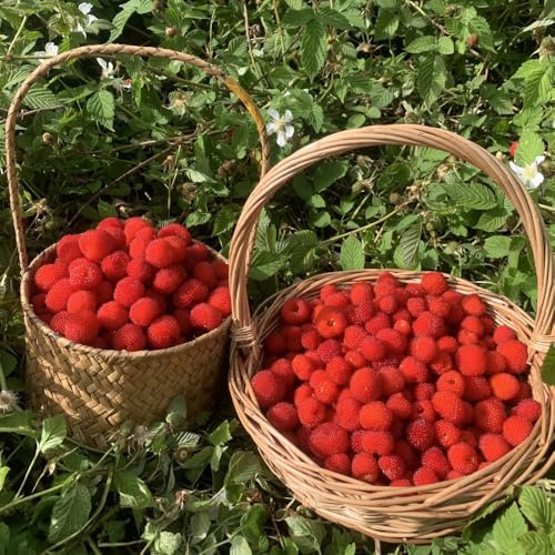 semillas de fresa silvestre perenne - extremadamente resistentes raras exóticas balcón 200pcs