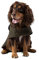 HUGO & HUDSON x Hackett Tweed Hundejacke Mantel Cordkragen, dunkelgrün kariert Fischgrätmuster XS25
