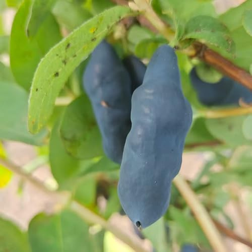 semillas de arándano siberiano, baya de miel exótico resistentes huerta jardineros invernaderos balcón 150pcs
