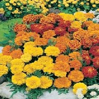 Country Value MARIGOLD (French) Dwarf Double Mixed Seeds