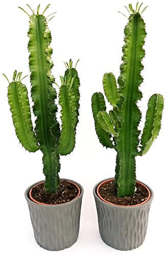 POWERS TO FLOWERS - EUPHORBIA VULCANA ERITREA, SPINA DI CRISTO, CACTUS DEL FREDDO, 2 PIANTE vaso 17cm altezza 70cm, pianta vera