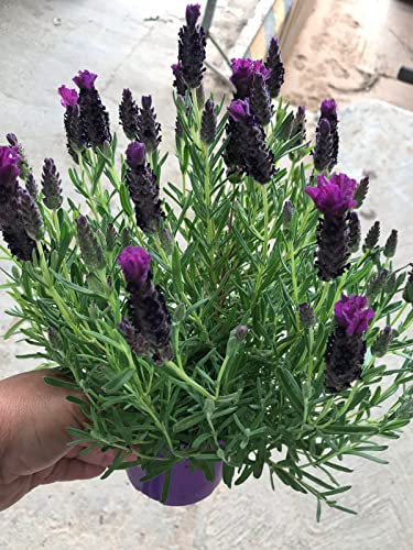 Lavanda Pack 6 Plantas - Planta Aromática - Planta Natural - Maceta 12 cm ø (Lavandula Stoechas)