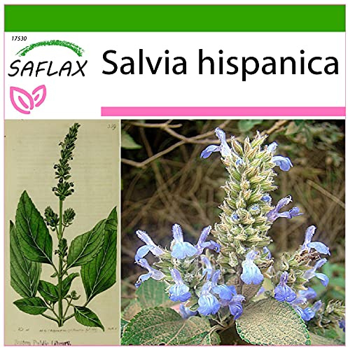 SAFLAX - Chía - 500 semillas - Con sustrato estéril para cultivo - Salvia hispanica