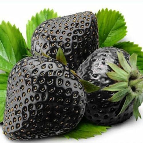 kiskick Seltene schwarze Erdbeersamen, 200 Stück seltene schwarze Erdbeersamen Bonsai Delicious Fruit Garden Plant Decor Erdbeersamen