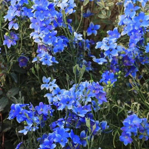 Semillas resistentes de la delphinium de perennes resistentes de delphinium exóticas, decorativas, 500pcs