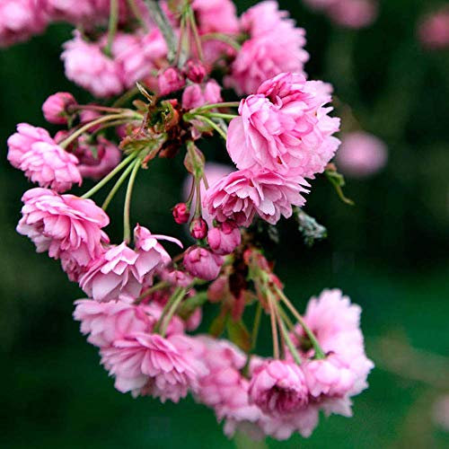 Prunus 'Kiku-Shidare Zakura' | Cheals Weeping Cherry | Garden Tree | 5-6ft