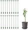 YDHfdc 18 Piezas Estacas de Soporte para Plantas 27cm Tutores para Plantas Anillo Soporte Planta Tutor Plantas Fijación Crecimiento Vegetal para Orquídeas Peonías Lirio Etc