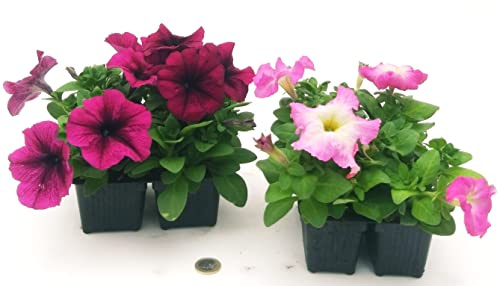 POWERS TO FLOWERS - CALIBRACHOA, PETUNIA, POTUNIA, SURFINIA VIOLA e ROSA, 8 PIANTE, piante vere