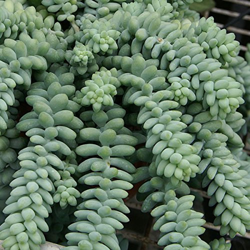 SUNNYPLANTS - Esquejes de burrito Sedum morganianum, Burro's Tail, Sedum Plantas, Esquejes Sedum, Suculentas, Semillas Suculentas, Esquejes Suculentas, Plantas Suculentas, Sedum Semillas