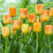 Bulbos de tulipán, tulipanes grandes para plantar en otoño, en interiores y exteriores, perennes, 10 bombillas-F
