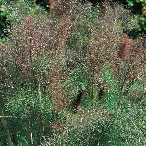 Bronze Fennel Seeds - 200 Fresh Fennel Herb Seeds – Plant and Grow Your Own Herbs Ideal for Greenhouse, Garden, Polytunnel, Growbags, Large Pots or Containers - Packed in The UK by Meldon Seeds