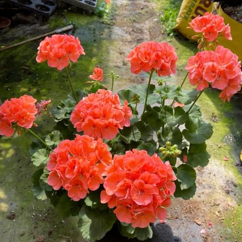 semillas de geranio perenne, semillas de jardin balcon del jardín del balcón, decorativas pradera 50pcs