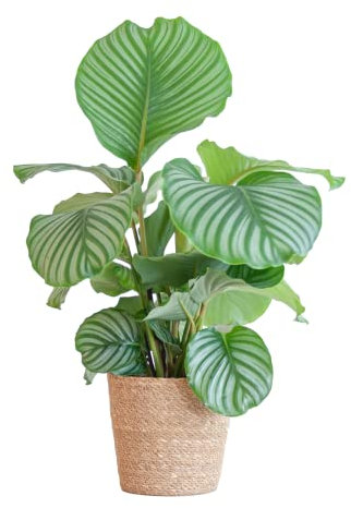 BloomPost Calathea Orbifolia — über 55-65 cm — Zimmerpflanze — Pflegeleichte Zimmerpflanze — Einfach zu züchtende Zimmerpflanzen für das Büro — Topf im Lieferumfang enthalten