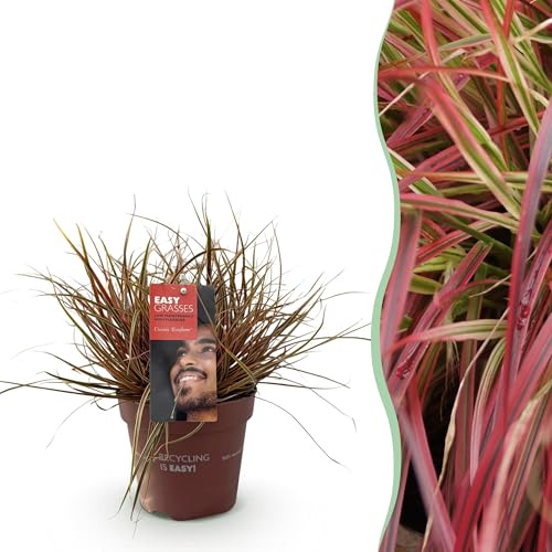 Prydnadsgräs - Uncinia rubra Everflame - Röd - Vintergrön - Härdig - 40-50cm - Ø17cm - Trädgårdsväxt