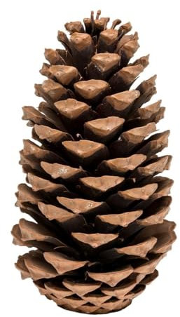 NaDeco Maritima-Zapfen 10-14cm, Set 10 Stück, Pinus Pinaster große Deko-Zapfen Tannenzapfen, Adventskranz & Weihnachts-Dekoration, Natürlich Groß zum basteln, Weihnachtsbaum & Advents-Gesteck