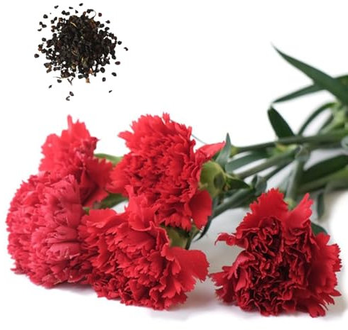 1000 Stück Nelken Samen, Nelkensamen, Nelken Blumen Winterhart Mehrjährig Stauden Samen, Schnellwachsend Dianthus Carnation für Garten und Balkon, Hoher Ertrag, Einfacher Anbau (Rot)