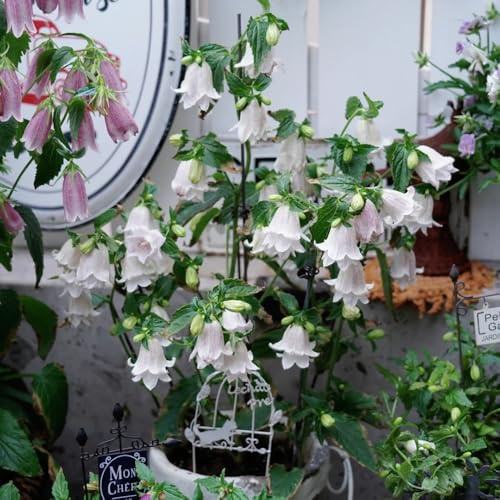 Semillas de campanilla - Campanula Medium,de rápido crecimiento Decoración de jardín,decoración de sala de estar.150pcs