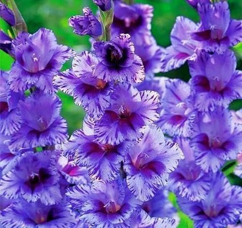 Riesen Gladiolen zweifarbig 'Blau Passos' 5 Zwiebeln, Knollen