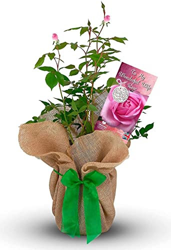 Rose Bush 'My Wonderful Wife' - A Gift for That Wonderful Lady in Your Life - Gift Rose Bush for The Garden