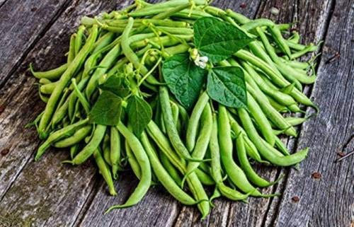 Bohnensamen (25 pro Packung)