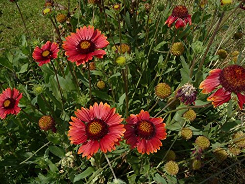 Rote Kokardenblume Gaillardia aristata 'Burgunder' 50 Samen